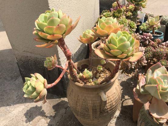 多肉夏天多少度遮阳 b87015b659ae4eb09ed4c6fa9c50ee80.jpeg