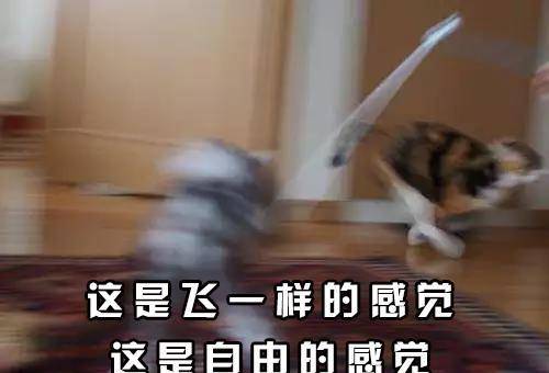 184bfbb91bea4eb1a1e39c65cf8ba227.jpeg