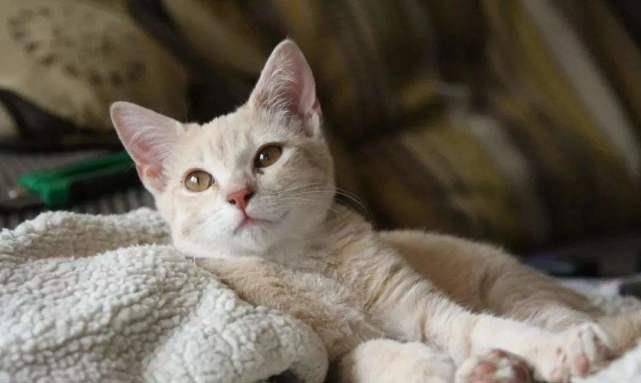 猫咪怎么才会踩奶 45575c30d6974f6d860ac6174b4453b8.jpeg