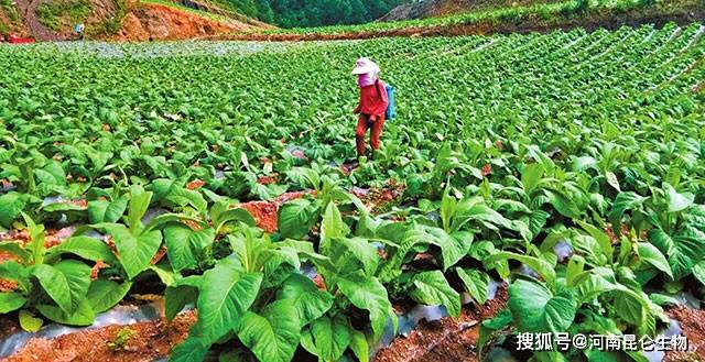 烤煙根腐病怎麼防治?烤煙用什麼藥灌根好?