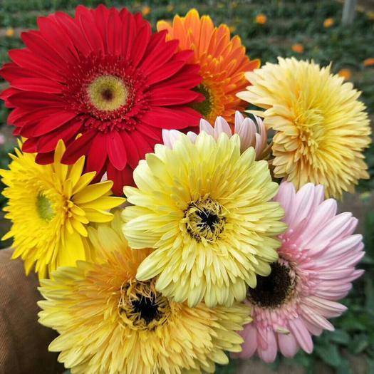 从5月4日开始 家养此款花卉 花色艳丽 花开枝繁叶茂 美 开花