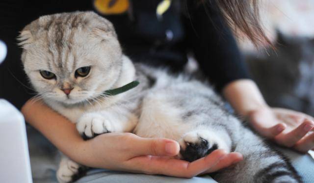 猫咪|世界上最好养的5种猫咪，狸花猫上榜，最后一个不理解