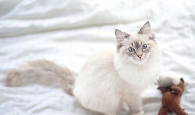 猫咪|世界上最好养的5种猫咪，狸花猫上榜，最后一个不理解