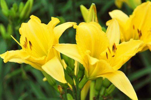 5月8日开始 养花试试这几款 花大色艳 花大色艳 谁见了都想养 开花
