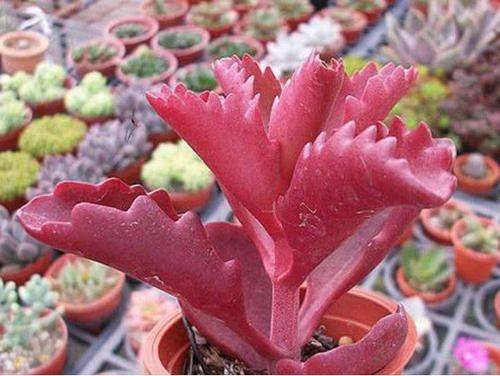 多肉朱莲颜色鲜艳如花朵好养易活颜值高