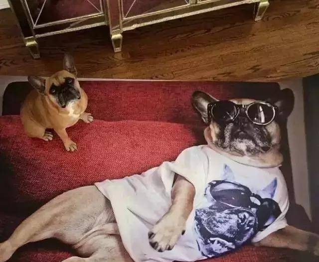 如何给狗狗起名字特殊一点的 3a7a0fc8d0674942b3b06915ac5312cb.jpeg