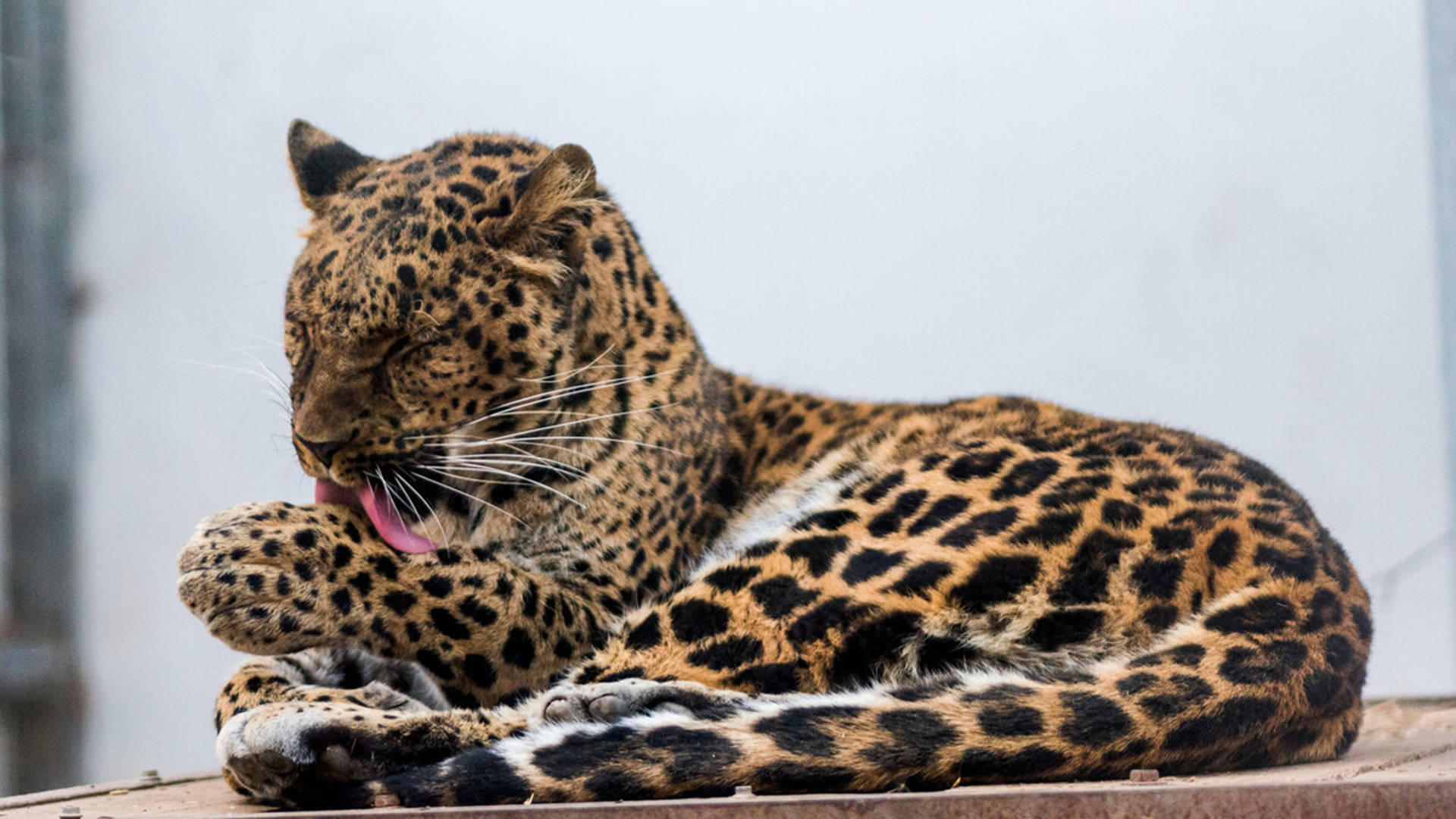 在2020年,秦岭保护区的工作人员不止一次地邂逅秦岭花豹,也顺利地