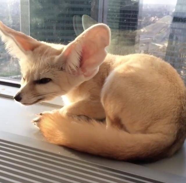 耳廓狐大发起床气完美示范最萌的暴跳如雷