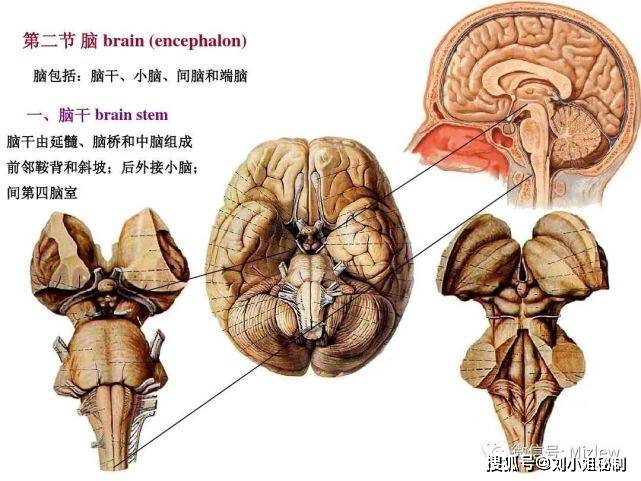 端腦,就是俗稱的大腦.覆蓋於腦幹,間腦,小腦之上.