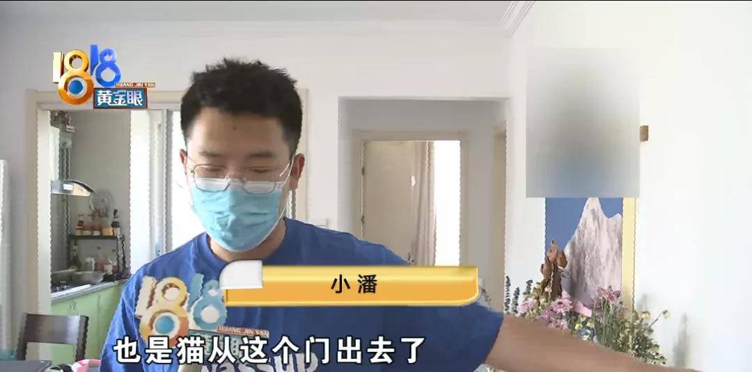 小区|猫自己开门从家里逃出去，有人捡到后又不见了
