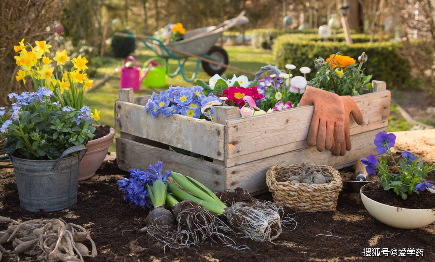 怎么样自制肥料 af355f4c66ac43bfb6c6fee5ad676425.jpeg