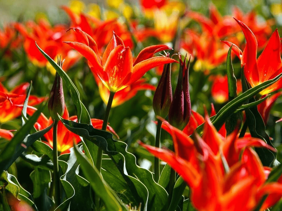 美景令人陶醉!乌克兰郁金香盛放美如画