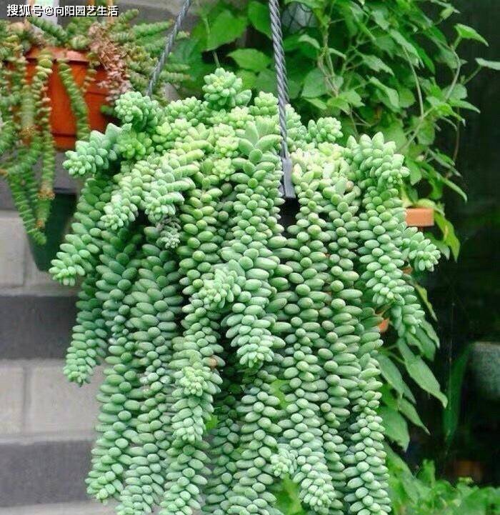 玉缀多肉怎么浇水 ff83fed450d84edcad6f5350fc0f3e0a.jpeg