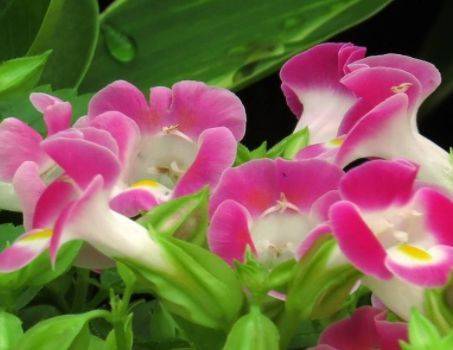 5月11日开始 家养此款花卉 幽香四溢 漂亮又好养 是盆栽佳品 开花