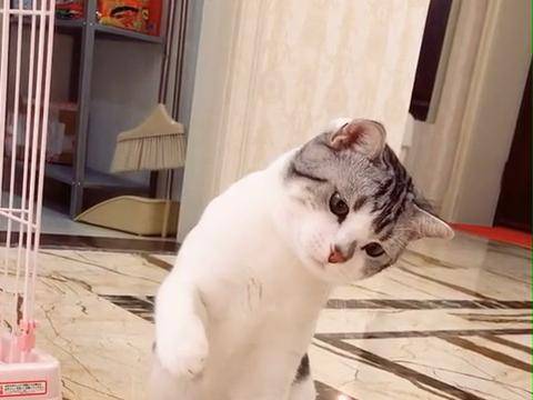 貓咪一歲生日，主人為它做了一個蛋糕，不料這貨竟跟蠟燭較起勁了 萌趣萌寵 第4张