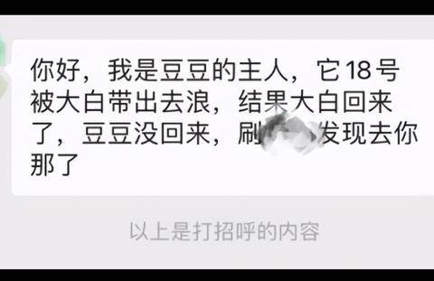 撿到一隻瘦弱布偶貓，竟同時有兩位主人找來，它的經歷讓人很心疼 萌趣萌寵 第3张