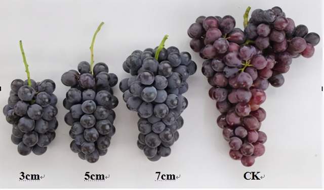 葡萄花序整形讲解一定要重视起来