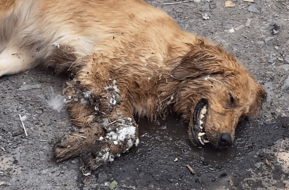 江苏金毛中暑被狗贩子拖到狗市门口自生自灭路人不忍心偷偷给狗狗喂