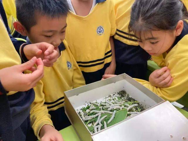 怎么养蚕 怎样养蚕宝宝才是正确的视频