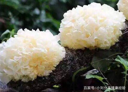 银耳怎么种植最好 a6afeaa05bb941d0887a50782417c0cf.jpeg