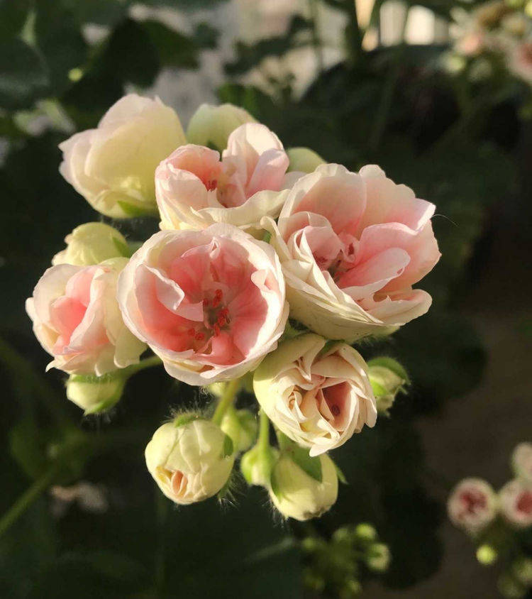 天竺葵国王怎么养?这样做,苗壮花多颜色美,很勤花_开花