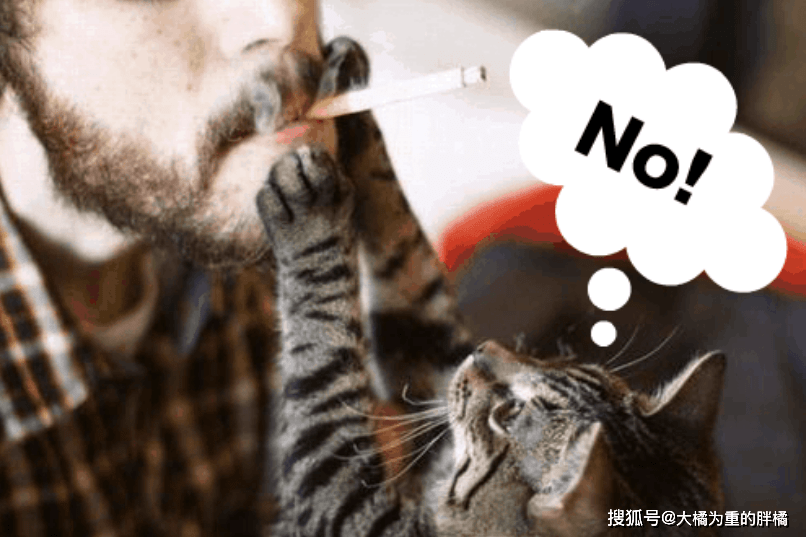 原因有5点,你若真爱猫,就别当烟民