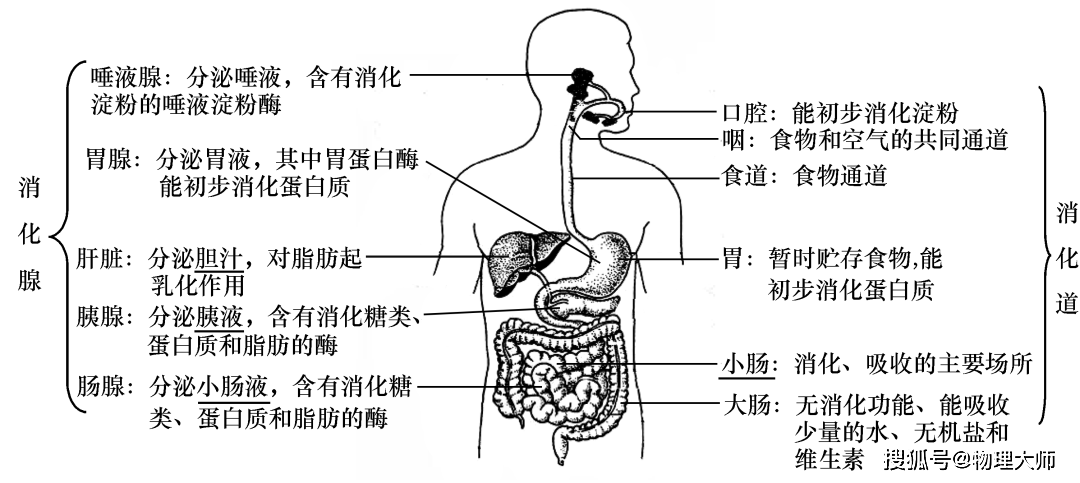 主要的内分泌腺关节的结构人的生殖系统(1)男性生殖系统结构和功能(2)