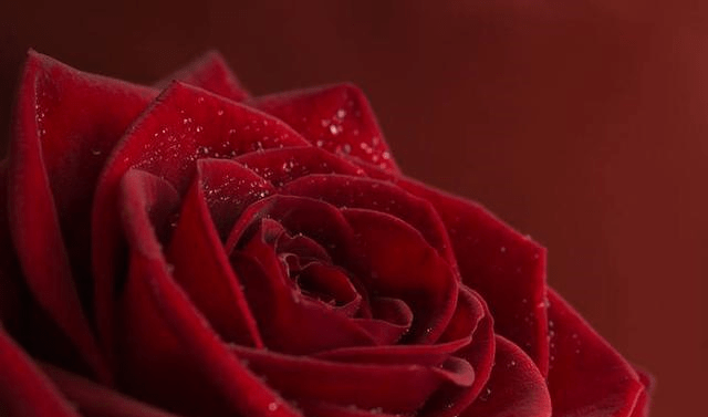 结婚后能够鸿运当头 催旺家庭整体运势的五大生肖 伴侣