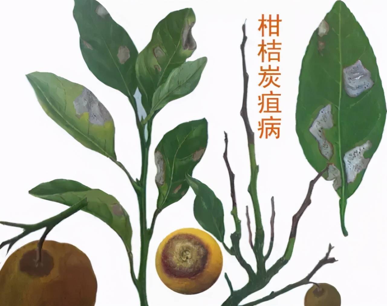 柑桔炭疽病来势汹汹,防不好产量减半!这些工作得做好