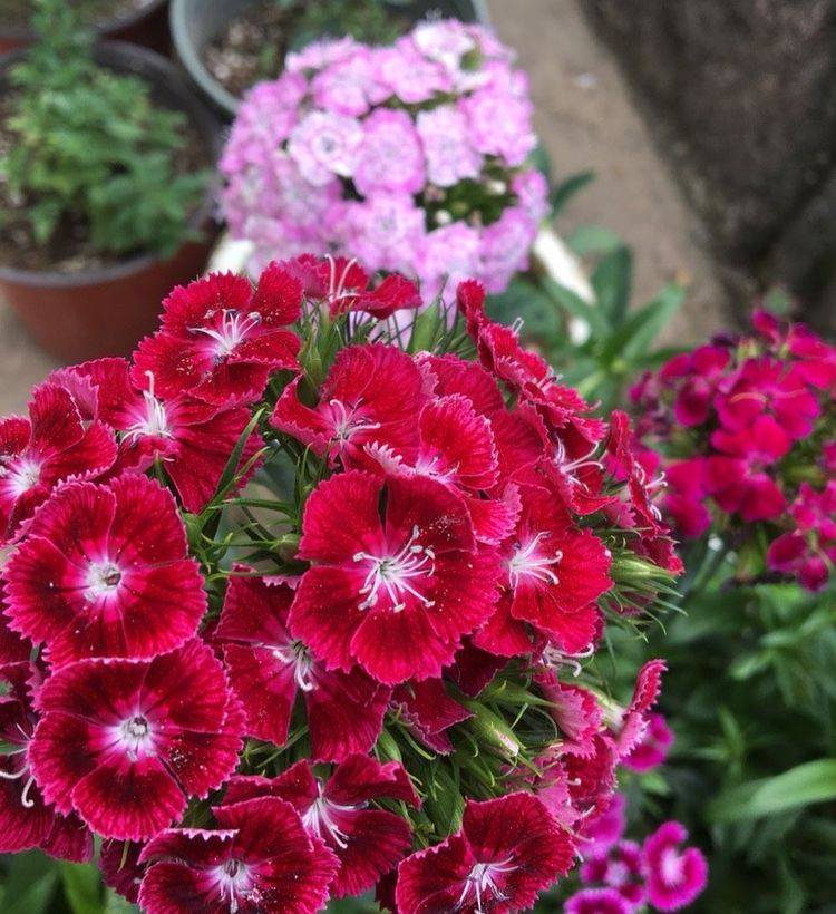 石竹花怎么养 注意2点 分枝多开花多花期长 花繁色艳 盆栽