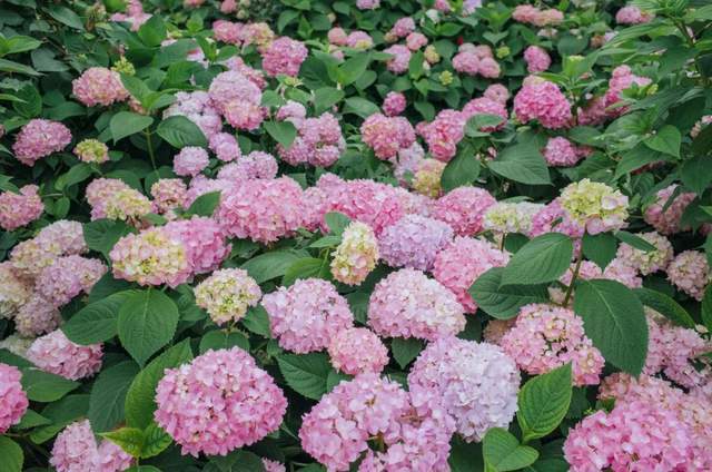 绣球花成都这几大绣球花海看一眼就沦陷