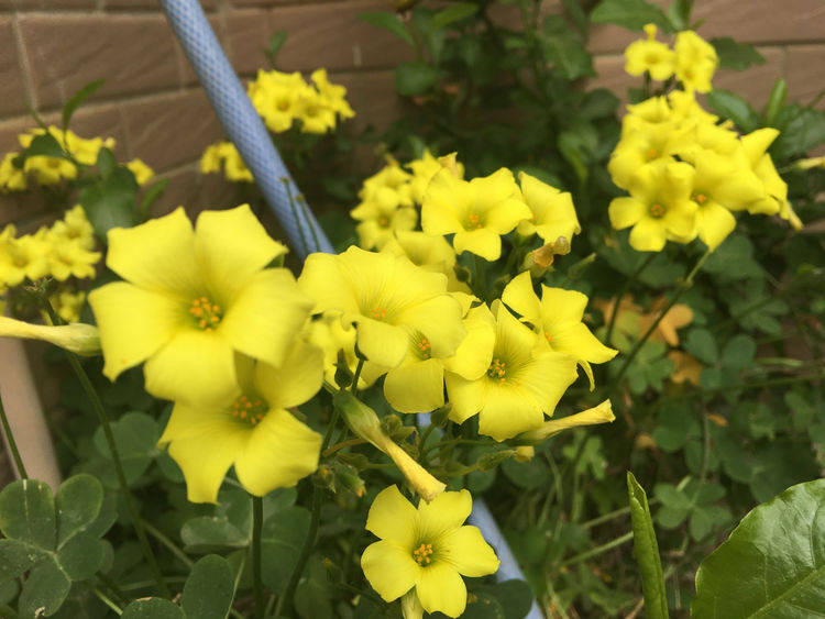 三种花非常顽强皮实 种哪长哪 生长开花不停 花盆里