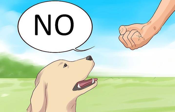 怎么教狗狗在厕所拉屎拉尿 1f27efe5458b4768942e0da3d69dcd4f.jpeg