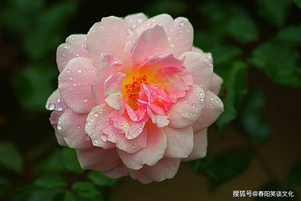 放过你也是放过了自己 6cd7e15765a94fde9bfbfd3f4bc7c9fa.jpeg