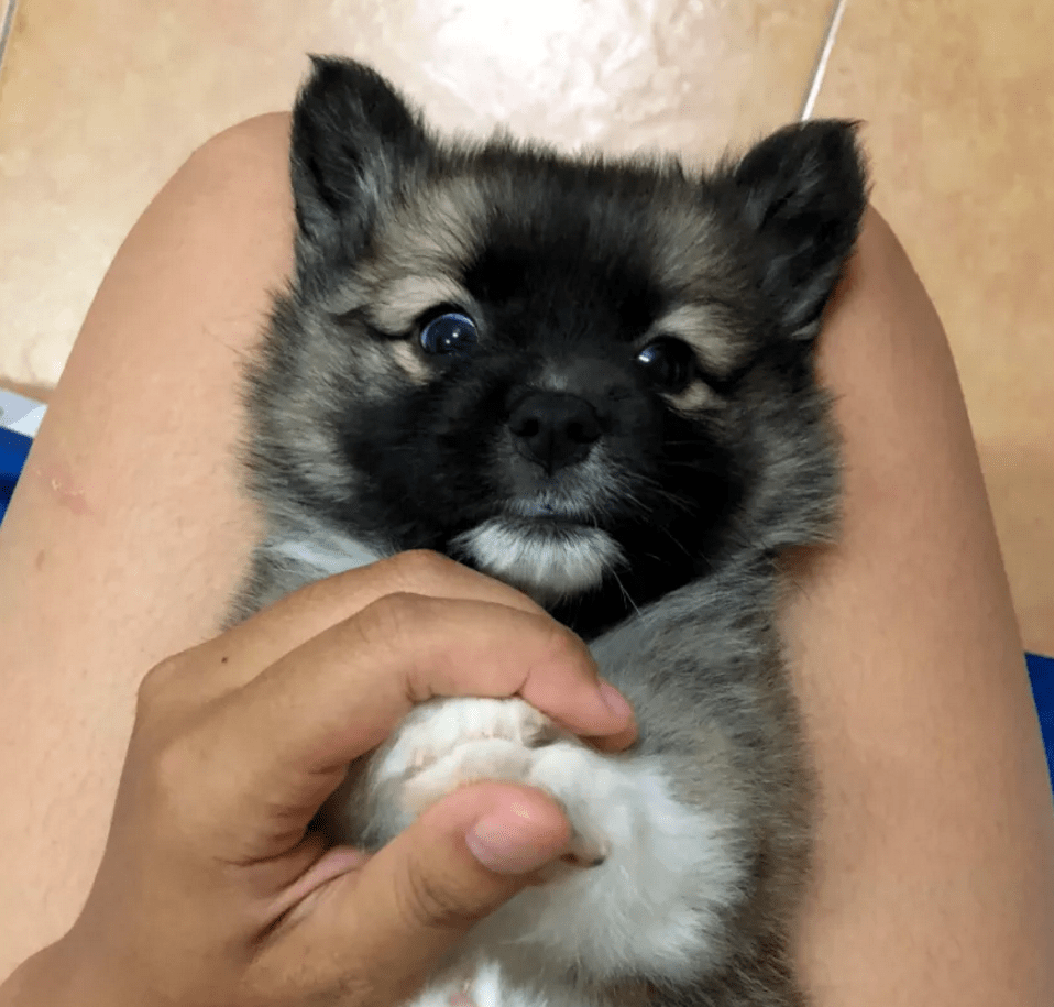 原创养了只黑色的柯基一年后却成了狐狸用漂白粉洗的