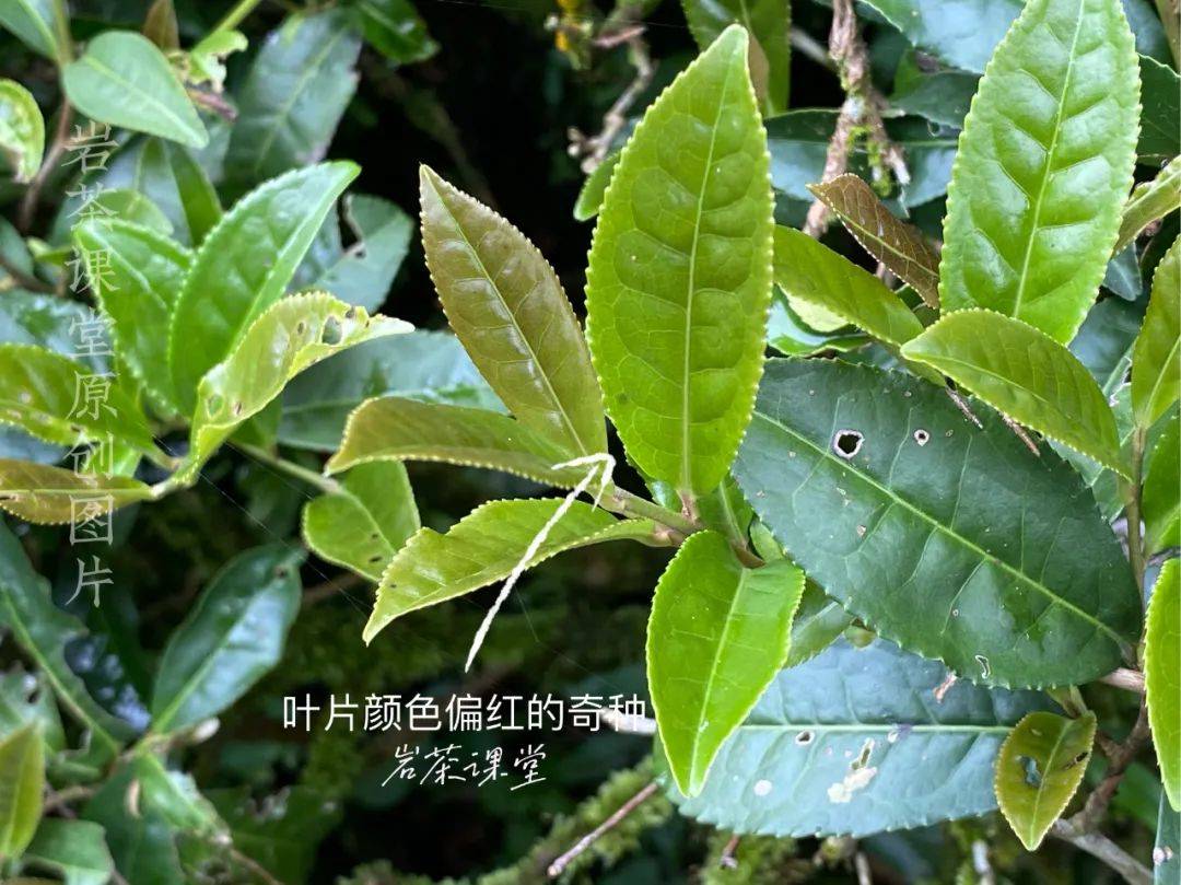 一棵茶樹能做出多少成品巖茶花3分鐘教你窺探茶樹背後的秘密