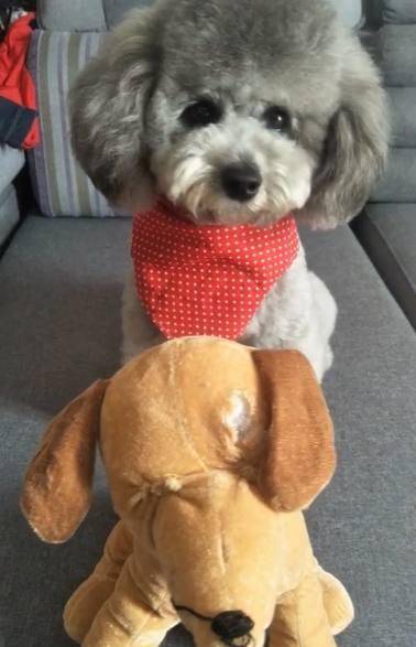 泰迪把玩具熊咬坏了 主人问它怎么办时它居然这样做 简直成精了 小家伙