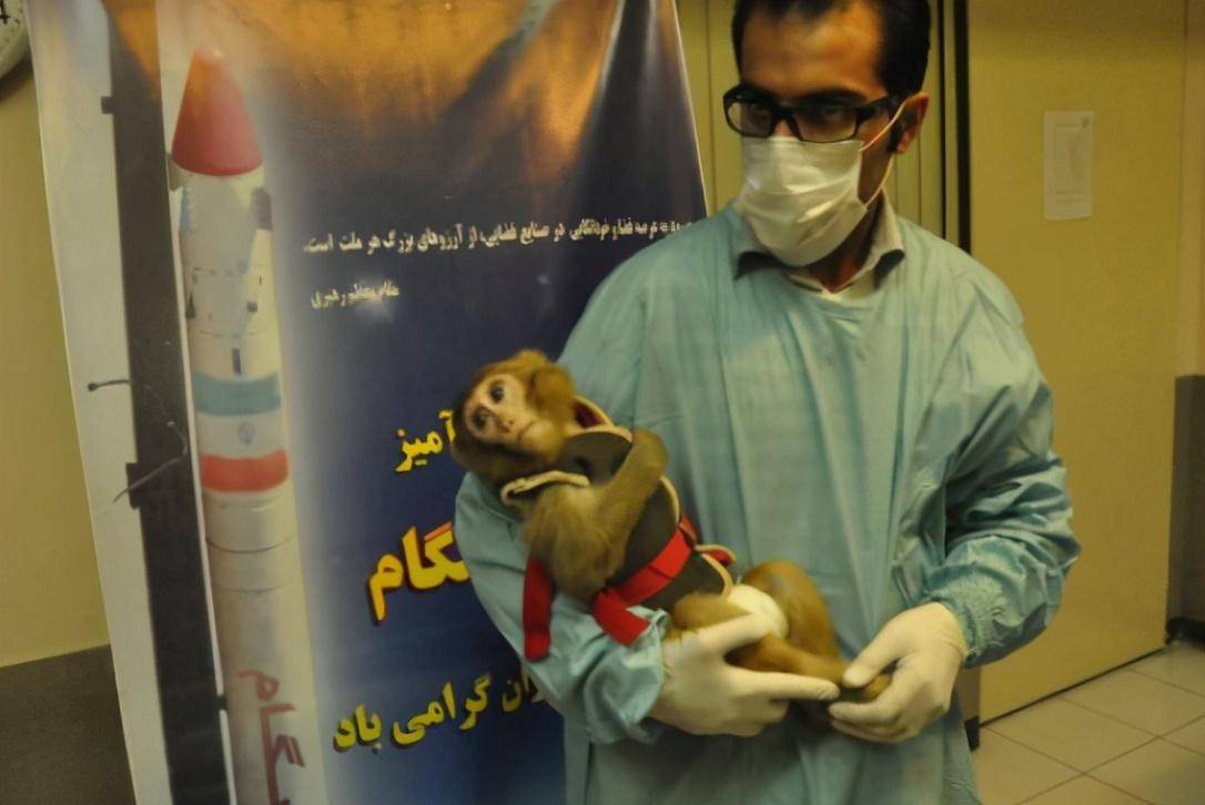 结局|那只被人类送上太空的猴子，如今还活着吗？结局让人心酸