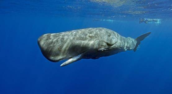 鲸鱼有多大图片大全 20a71de8077445968f6136e4c87bf3f1.jpeg