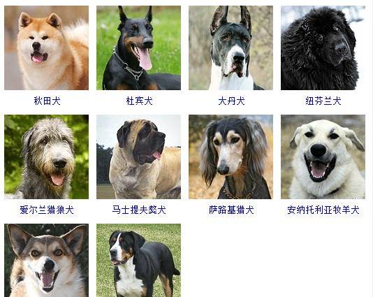 这些狗狗的照片你认识吗 分享最全狗狗照片 纯种