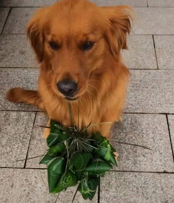 怎么才能让狗狗不咬自己的嘴巴 af04df0da8164f90ae3f03331a513ac5.jpeg