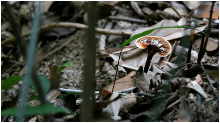 每年的8月,在人迹罕至的高山密林里,正是藤类植物药材和野生灵芝生长