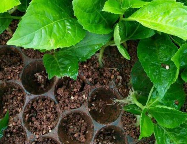 原创养花新手也可扦插成活的"2种花",遇土就生根,开成花海