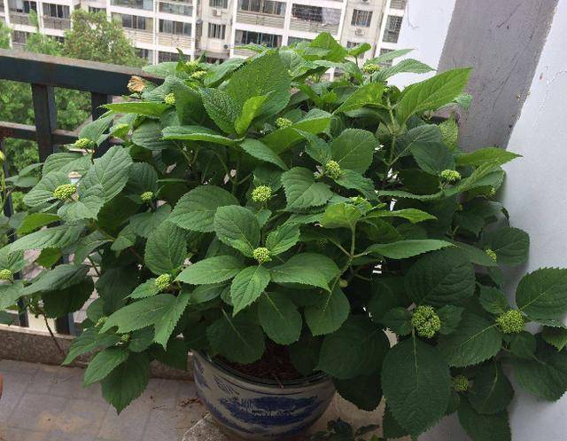 怎么晒香叶 50cae6321b494623852b227696bbceea.jpeg