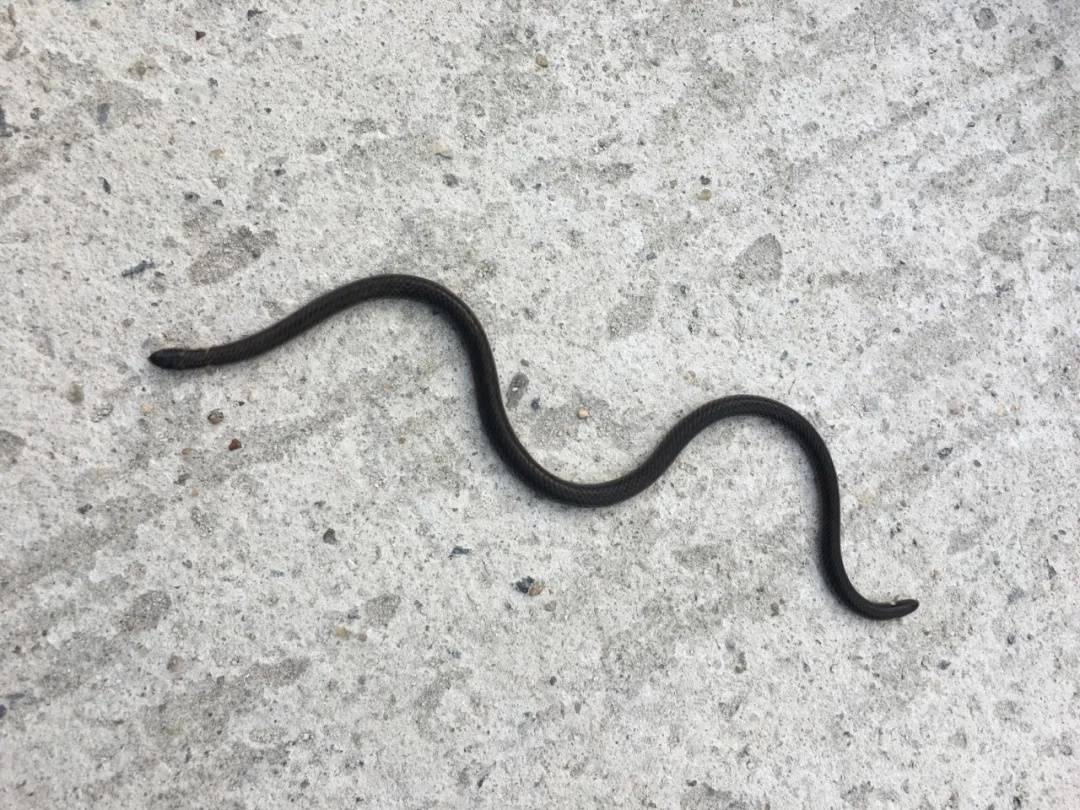 梦境迷踪，解析梦见一条蛇有两个头的深层含义与心理暗示