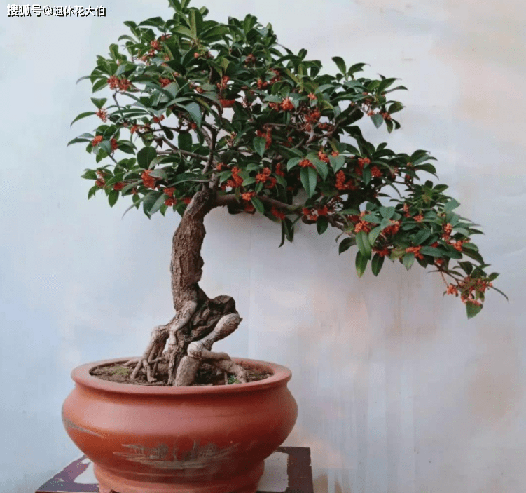 盆栽的桂花树年年不开花 原因就在于没摸准这4点 修剪