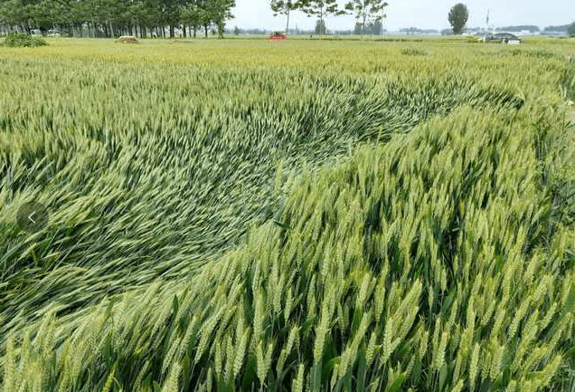 小麦倒伏后如何补救