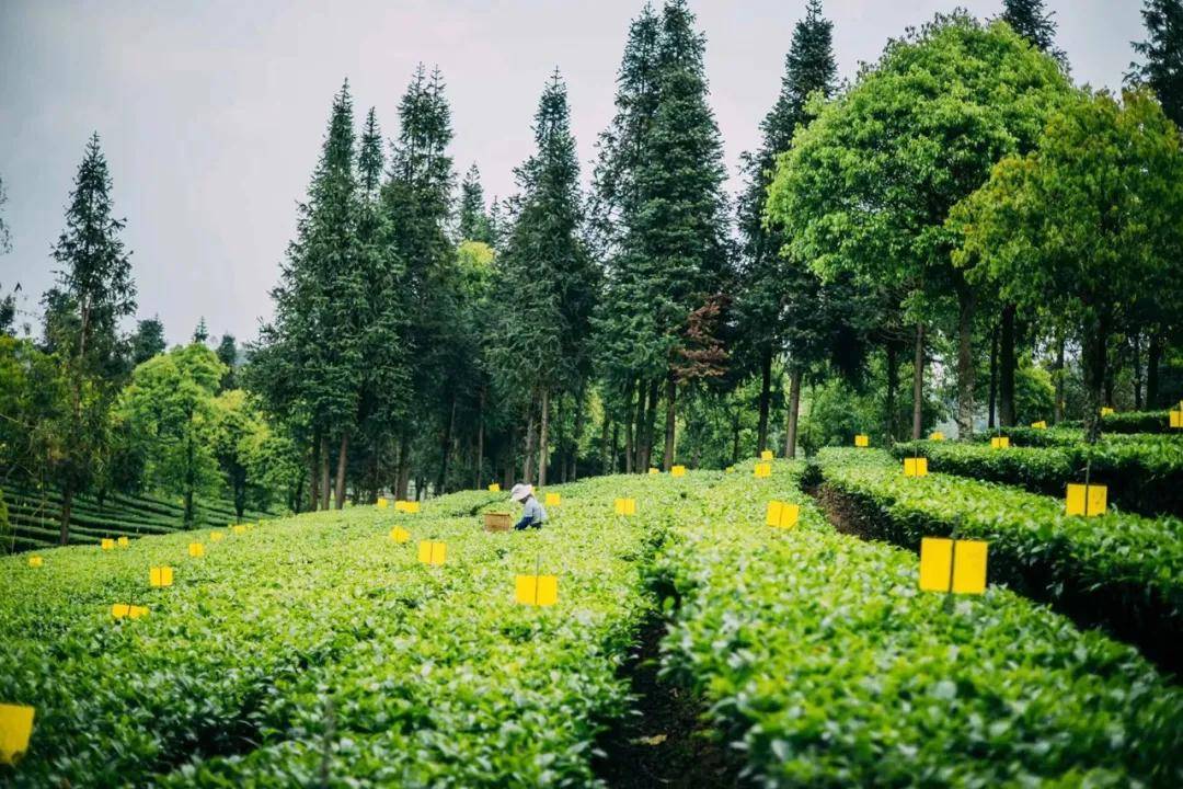 "一山一味,正山风韵"那些名山古树茶