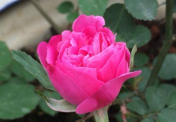 3种花界中的 女神花 好看又好养 能花开一整年 阳台盆栽也可以 花朵