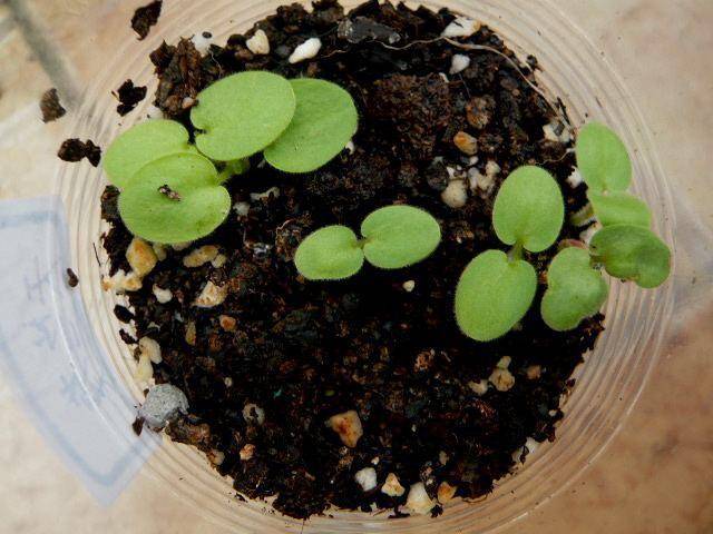 只要气温达到20度就可以播种,一般春季秋季都可以播种天竺葵种子,尤其